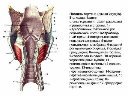 Стенки гортани