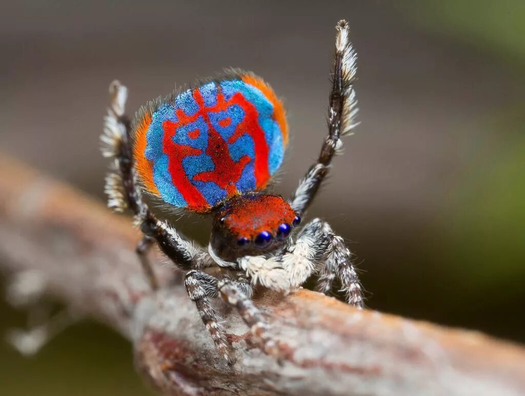 Паук-Павлин (Maratus volans). Паук Maratus speciosus. Maratus volans самка. Паук Maratus Bubo.