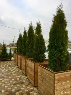 Батайск садовый