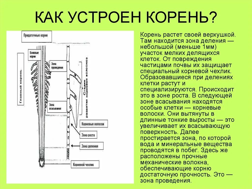 Зона корня защищающая корень от механических повреждений