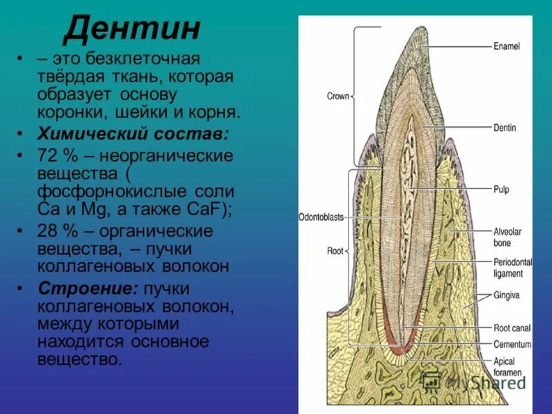 Коронка зуба эмаль дентин. Основное вещество дентина состоит. Строение зуба коронка эмаль. Зуб состоит из. Плотное вещество из которого состоит зуб.