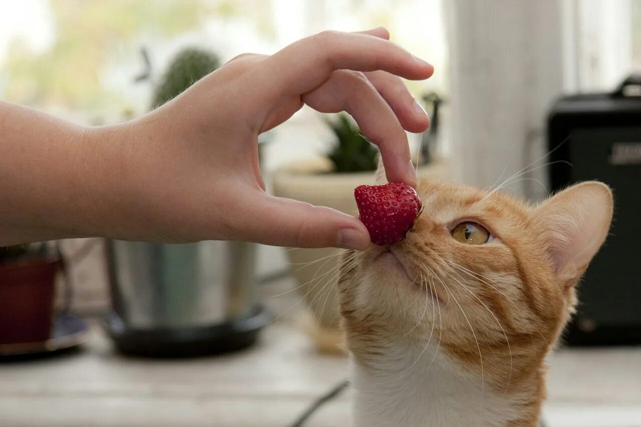 Котенок с клубникой. Кошка ест клубнику. Рыжий кот в клубнике. Кот ест ягоды.