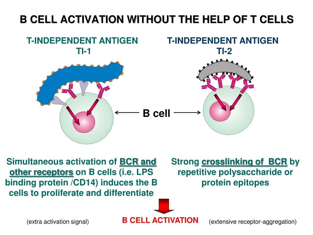 Антиген быстрый. Мембранный антиген. антиген b. антиген льюиса. b cell activation.