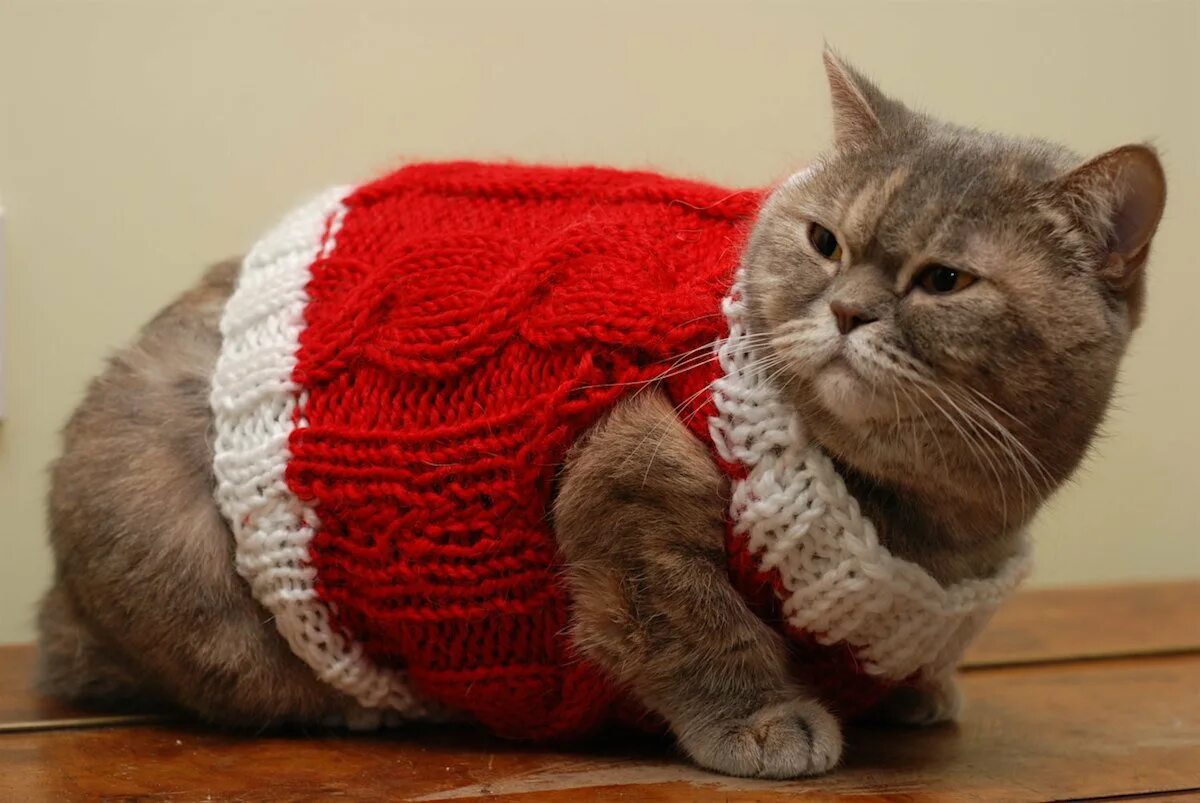 Кот в кофте. Одежда для кошек. Свитер для кошки. Кот в свитере. Котенок в свитере.