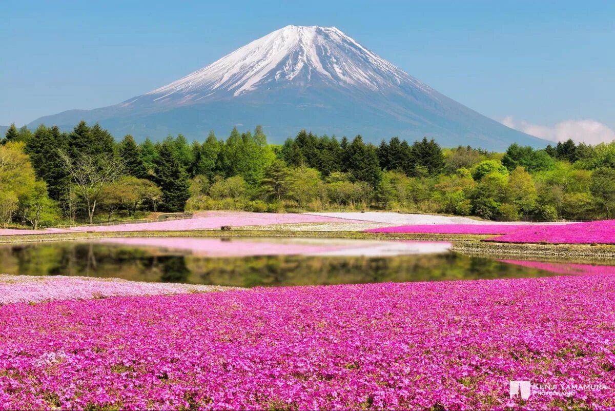 Самая красивая картинка природы в мире. Гора Фудзи (остров Хонсю). Парк Хицужияма Япония. Гора Фудзи цветы. Фудзияма, Япония Флоксы.