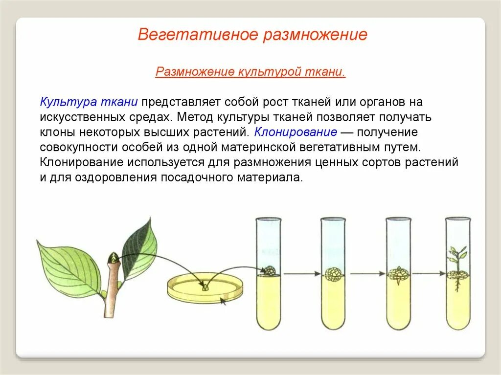 Размножение растений культурой тканей. Метод вегетативного размножения растений. Культура тканей вегетативное размножение. Способы вегетативного размножения растений схема. При вегетативном размножении используются