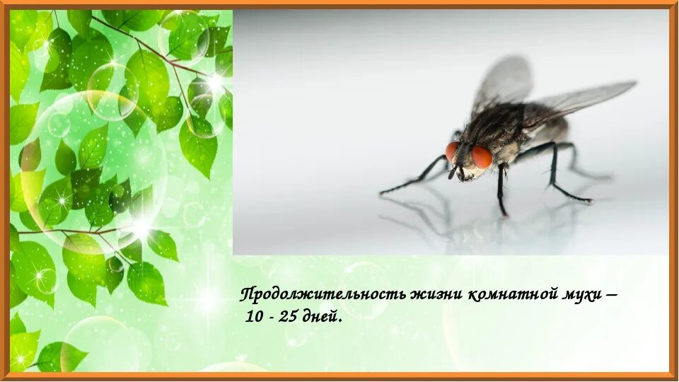 Сколько живут мухи. Продолжительность жизни мухи. Продолжительность жизни мухи комнатной. Продолжительность жизни МКХ.