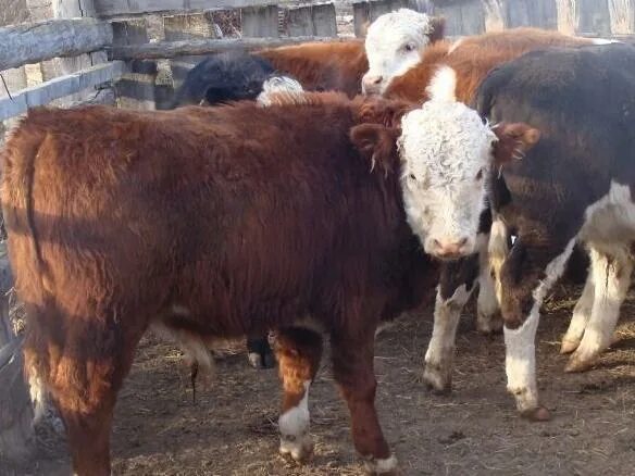 сибирская косуля детеныш. авито животные самара и самарская. авито животные самара и самарская. калифорнийские кролики ферма. красный электрик животные в дар.