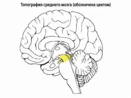 Средний мозг где