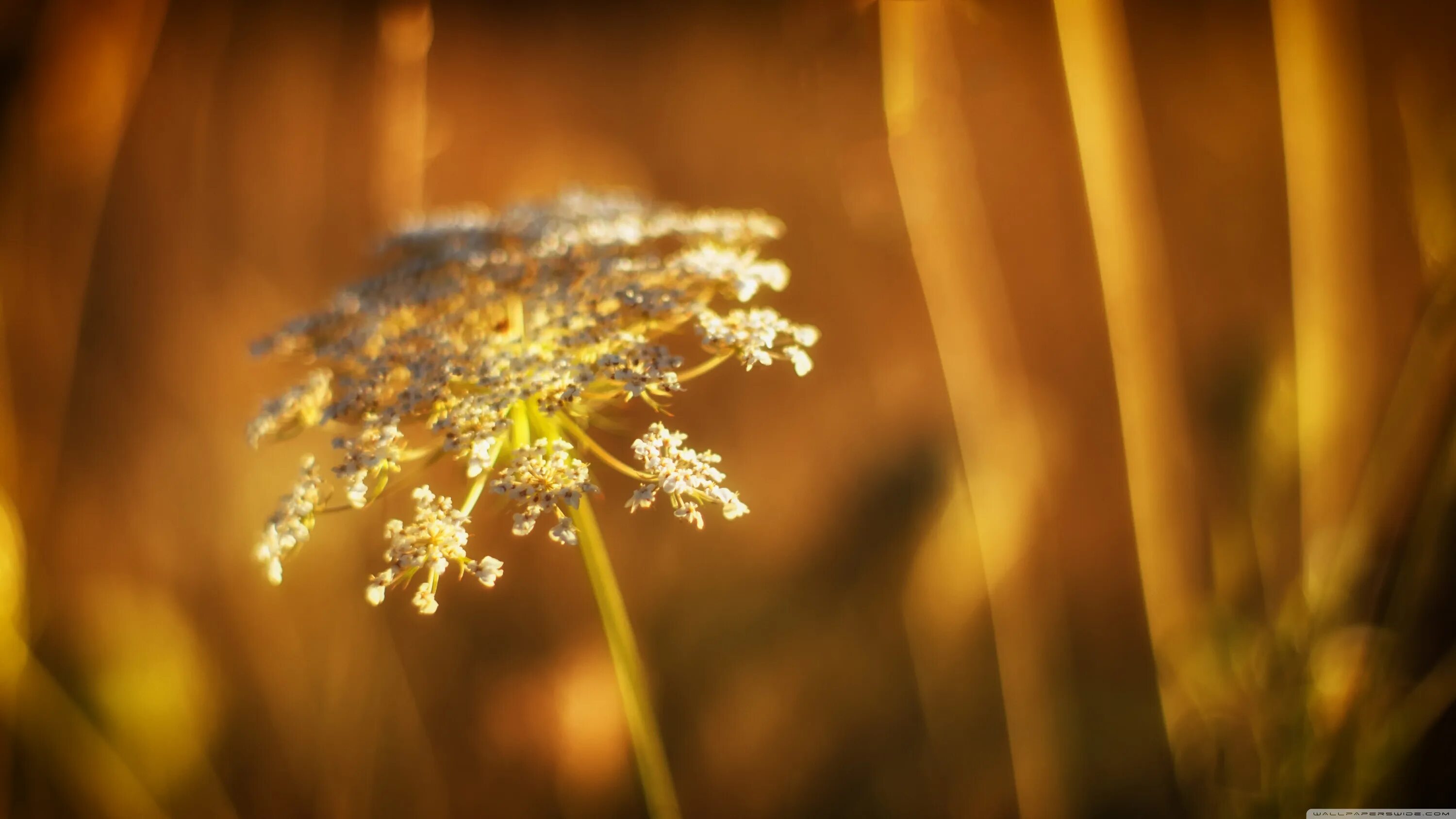 Цветок на земле жанр. Золотистая трава и лучи солнца. Цветы в солнечных лучах мягкий свет золотой. Красивые картинки на рабочий стол природа цветы ночью.
