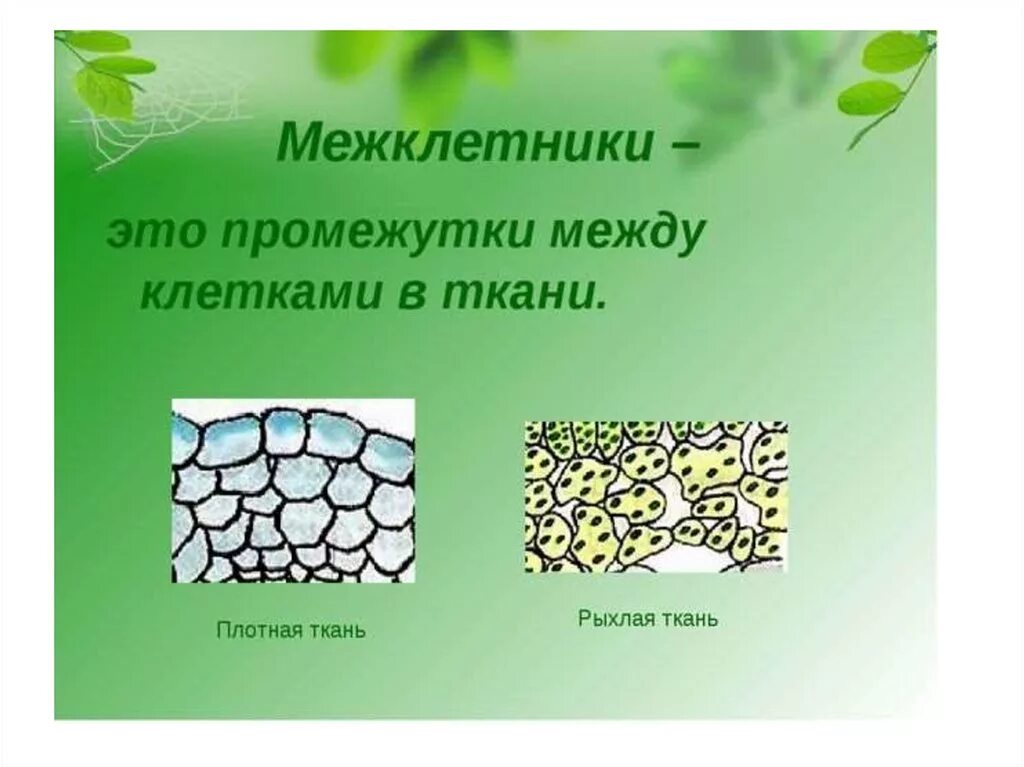 Межклетники это в биологии 5 класс. Строение и функции межклетники ткани. Ткани растений. Плотная ткань растений. В состав растительных тканей входит