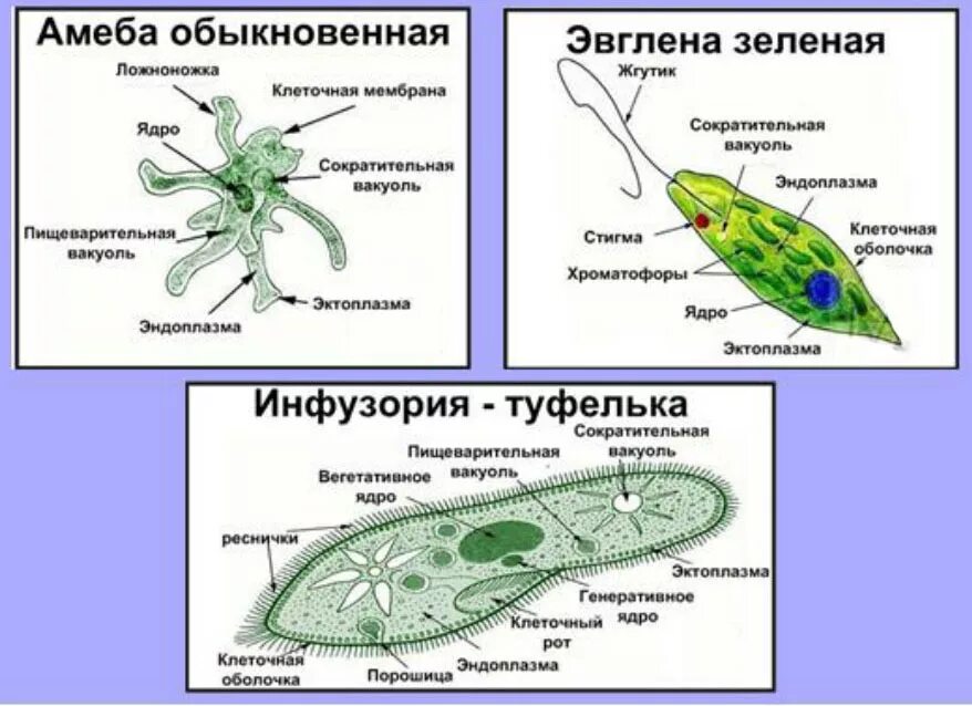 Амеба обыкновенная и инфузория туфелька. Подцарство одноклеточные 7 класс биология. Строение подцарства одноклеточные. Строение одноклеточных животных 7 класс биология. Строение одноклеточных животных 7 класс.