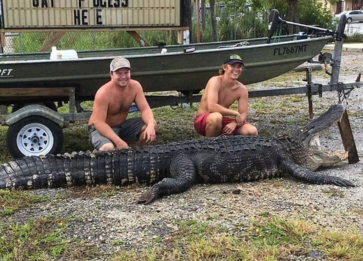 Ловля крокодилов. Флорида крокодилы. Флорида крокодилы на улице. Аллигаторы во Флориде в городе.