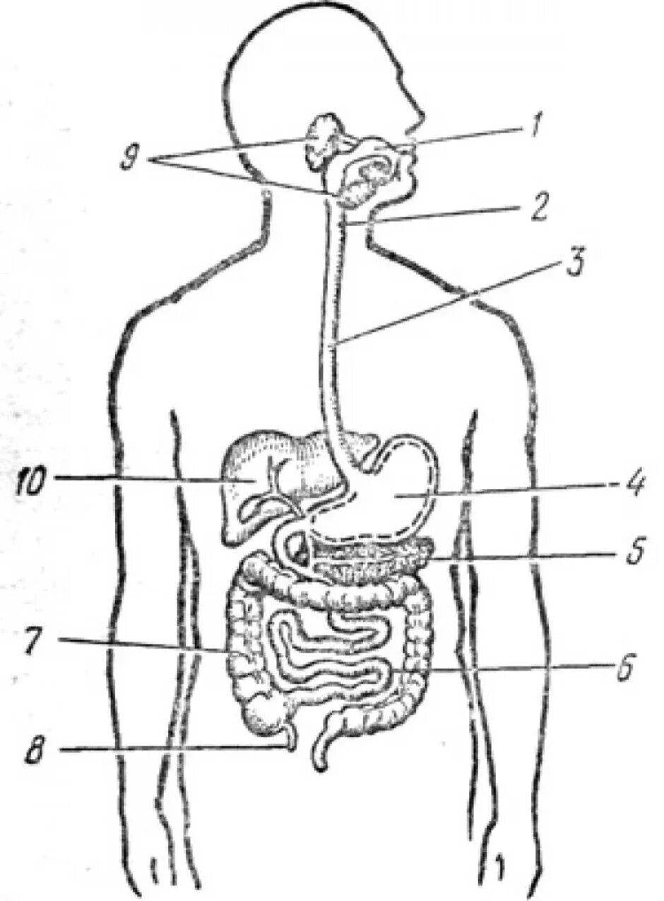 Внутренние органы строение схема. Пищеварительная система схема 3 класс. Пищеварительная система человека схема 4 класс. Пищеварительная система человека схема 3 класс окружающий мир. Анатомическое строение пищеварительной системы человека.