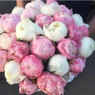 Белых пионов 40 процентов розовых 58