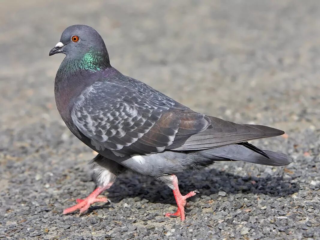 Сизый голубь. Сизый голубь птицы. Columba Livia. Сизый голубь толстый.