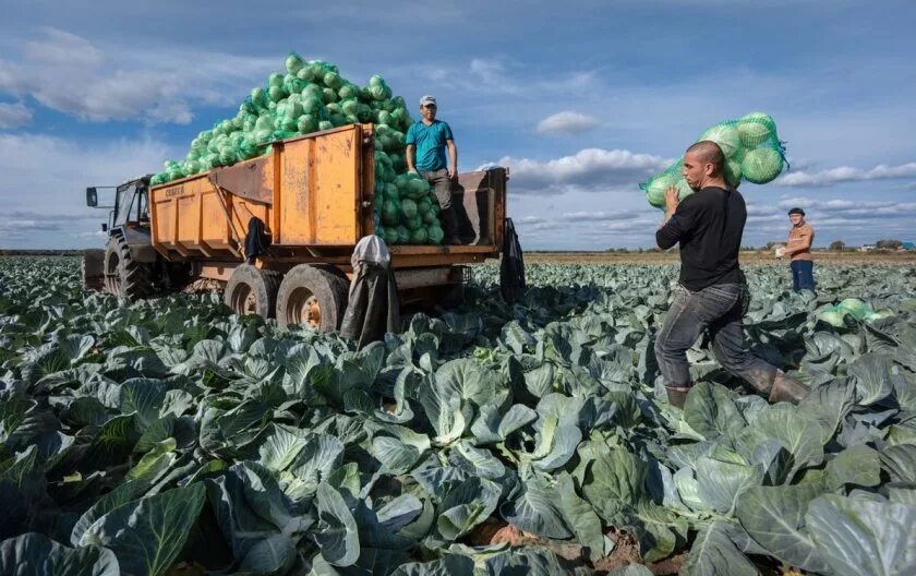 Собираем урожай капусты. Уборка капусты. Сбор урожая капусты. Уборка капусты в поле. Белокочанная капуста уборки.