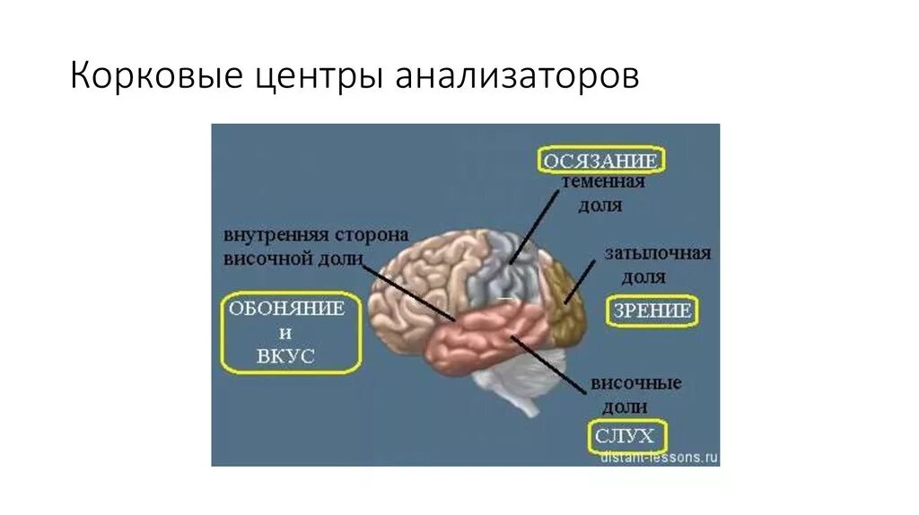 В теменной доле анализаторы. Центральный корковый отдел анализатора. Центральный корковый отдел вкусового анализатора. Корковые концы анализаторов головного мозга. Корковые центр обонятельного анаизатора.