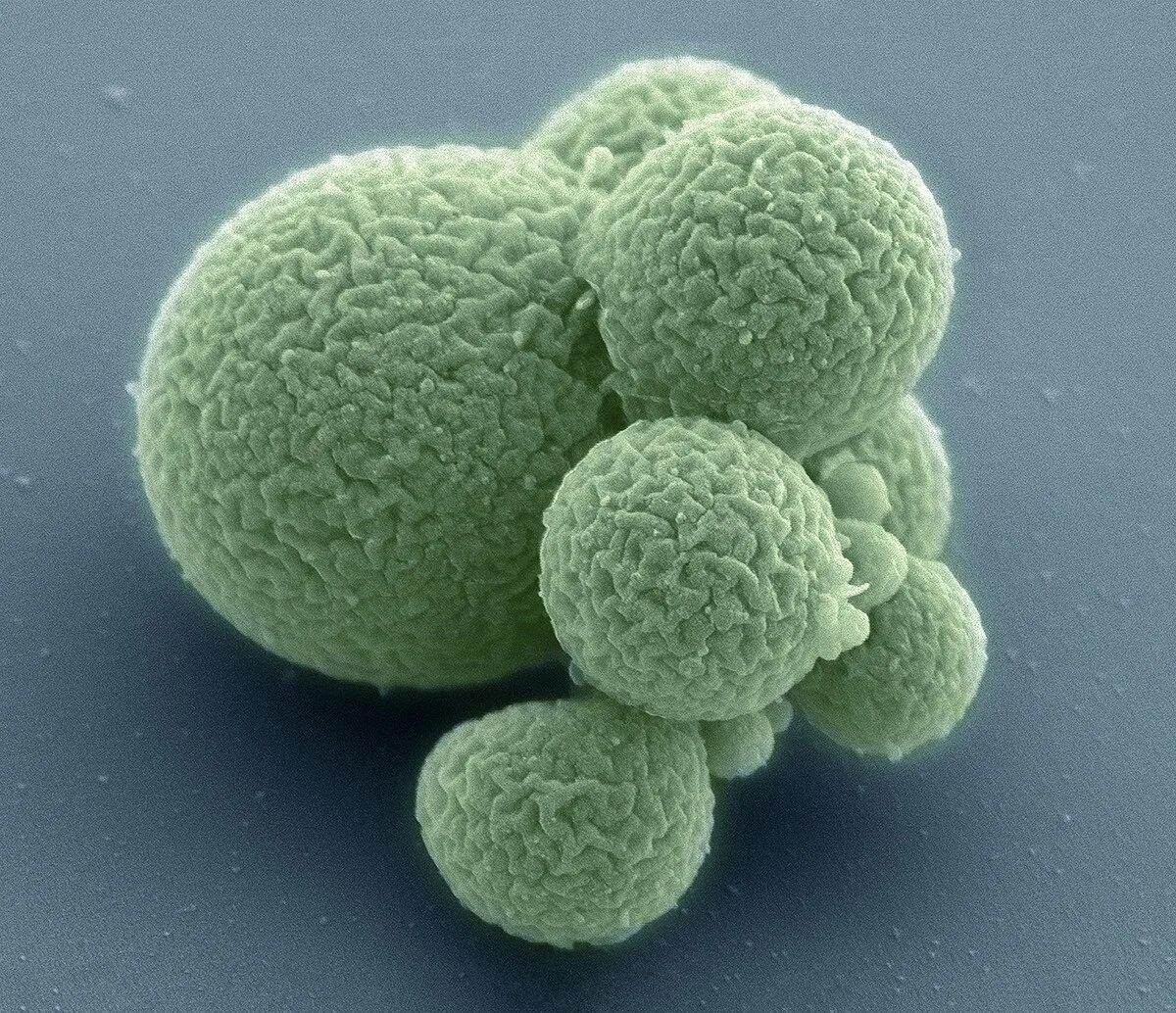 Mycoplasma laboratorium синтия. Синтетическая бактерия синтия. Селекция микроорганизмов. Искусственный микроорганизм. Синтетическая бактериальная клетка синтия.
