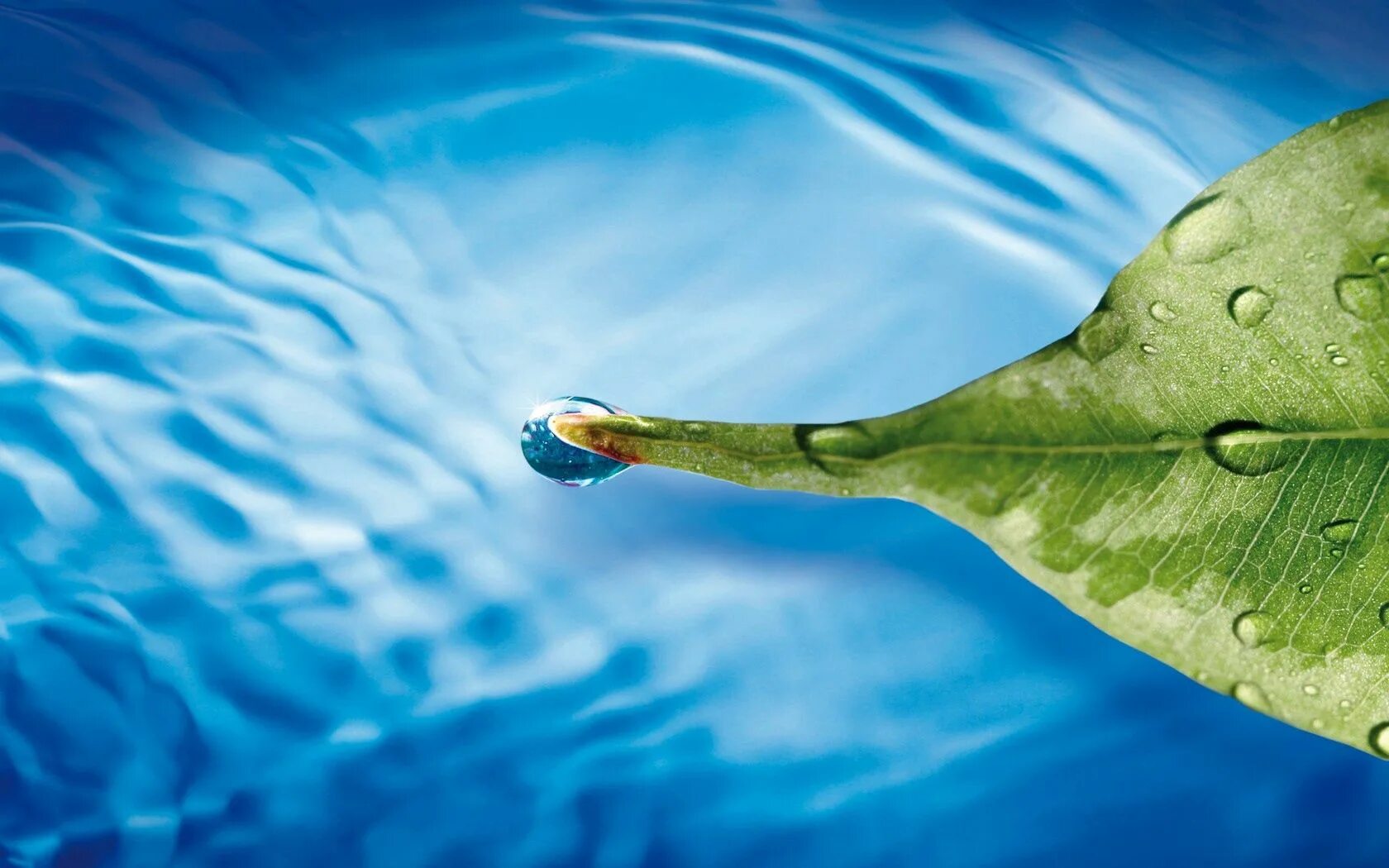 Вода листьев. Лис вода. Роса на листьях. Осенние листья на воде. Вода листьев.