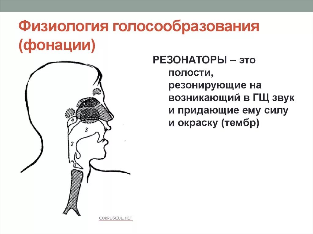 Где находятся резонаторы. Резонаторная система голосового аппарата. Верхние резонаторы голосового аппарата. Резонаторы голосового аппарата и качество голоса таблица. Резонаторы в голосовом аппарате человека.