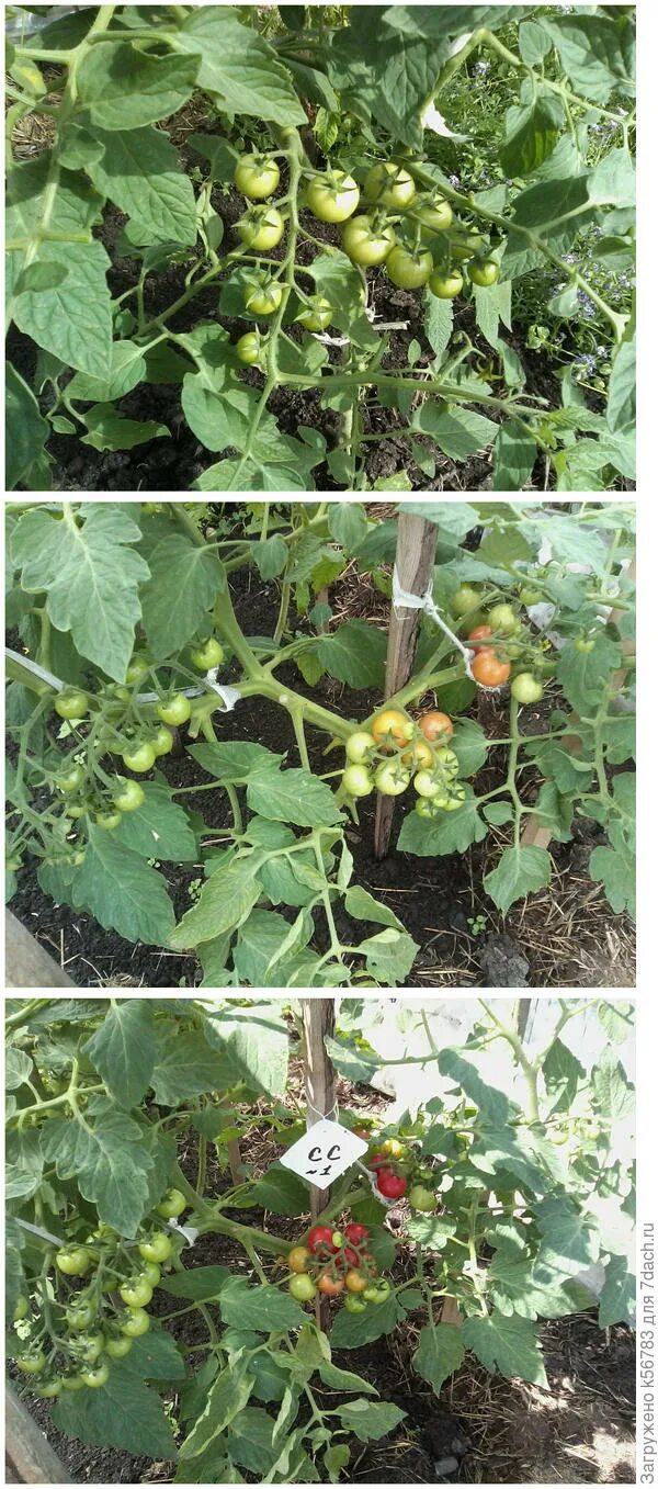 томат фуджи f1. томат дружная семейка f1. томат дружная семейка f1 аэл. томат фэмили. томат дружная семейка f1 15шт аэлита.