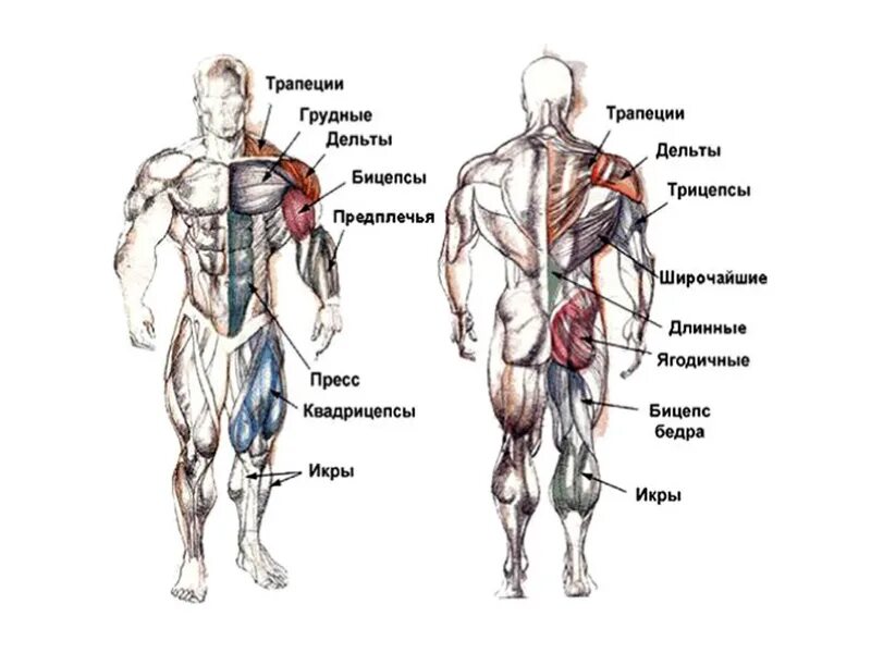 Какие мышцы самые. Название мышц человека в бодибилдинге. Бицепс трицепс квадрицепс анатомия. Бицепс трицепс Дельта. Трицепс бедра где находится.