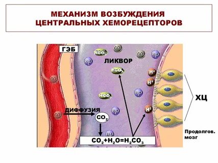 Рецепторы несут возбуждение