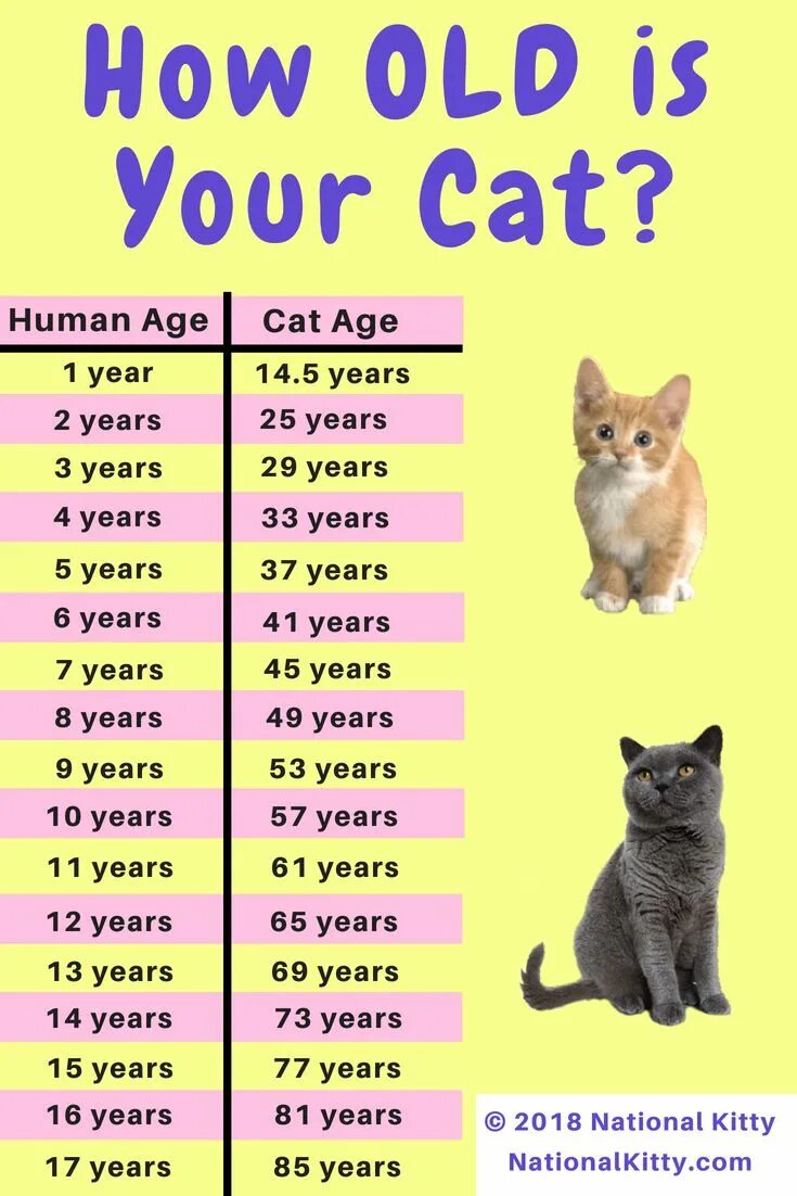 Сколько лет живут домашние кошки. Год кошки. Кошачьи года по человеческим. Года кошек по человеческим меркам. Возраст котов.
