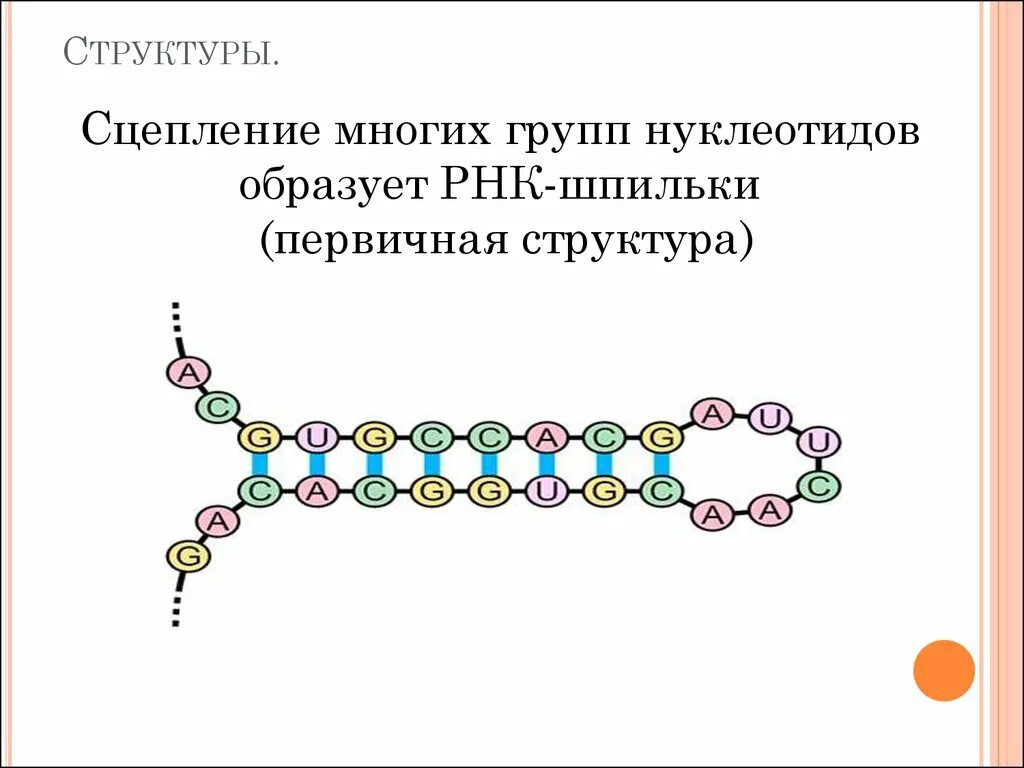 Вторичная структура РНК. Вторичная структура РНК шпилька. Первичная и вторичная структура РНК. Вторичная структура РНК биохимия.