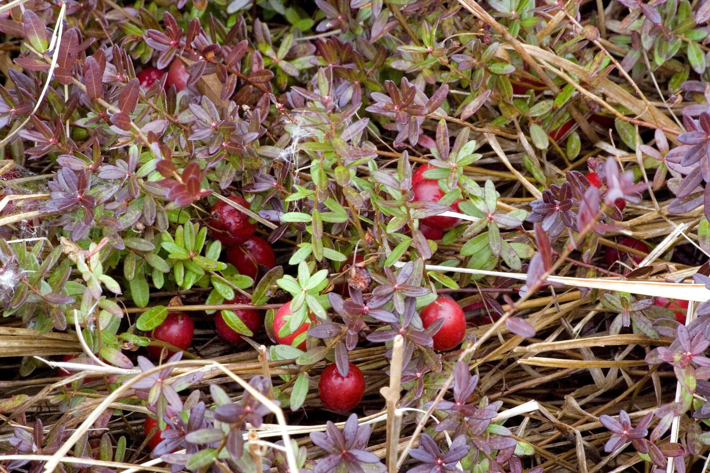 Клюква Эрли Блэк. Клюква Болотная. Клюква (Vaccinium Oxycoccus). Клюква Болотная лист.