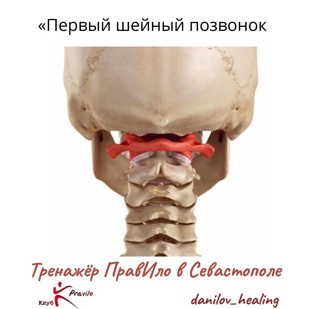 Атлант снизу. Первый шейный позвонок атлант. шейный отдел позвоночника атлант. атлант шейный позвонок анатомия. атлант атлас 1 шейный позвонок.
