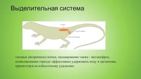 Почечные канальцы у пресмыкающихся