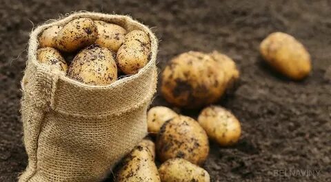 В каких горах начали выращивать картофель
