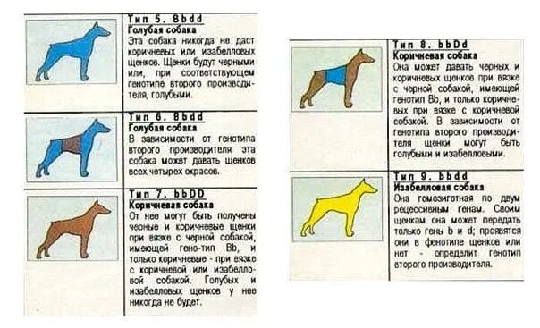 Генетика окраса добермана. Наследование окрасов у собак. Генетические формулы окрасов собак. Окрасы собак таблица. При расшифровке генома собаки было установлено 30
