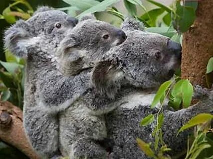 3 коала