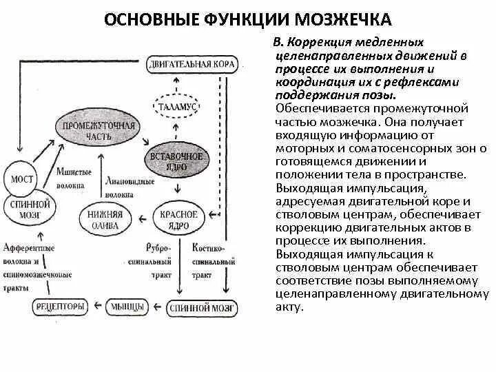 При участии мозжечка осуществляется. Основные функции мозжечка координация движений. схема связей мозжечка. схема функции мозжечка. роль мозжечка в осуществлении движений.