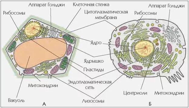 Клетка строение и функции егэ. Строение эукариотической клетки животного и растения. строение эукариотической животной клетки. строение эукариотических клеток егэ. строение эукариотической клетки животной и растительной.