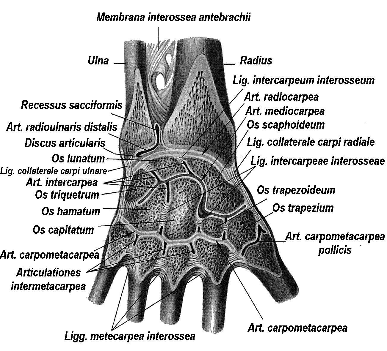 Связочный аппарат лучезапястного сустава. Кости лучезапястного сустава анатомия. Лучезапястный сустав среднезапястный сустав. Лучезапястный сустав анатомия строение. Соединения костей запястья