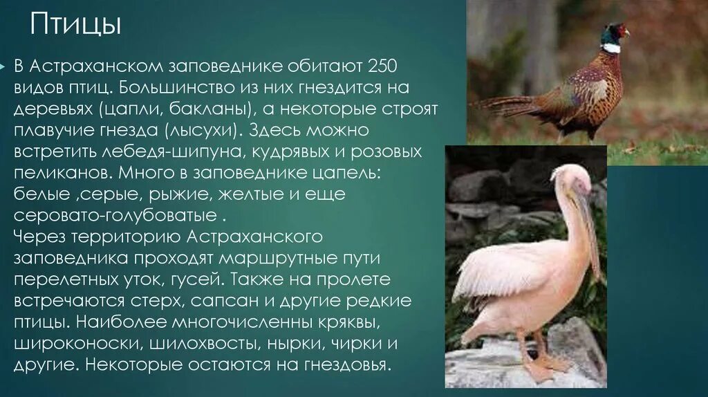 Птицы доклад 8 класс. Птицы Астраханского заповедника. Редкие птицы в Астраханском заповеднике. Птицы Астраханского заповедника презентация. Птицы которые обитают в заповеднике.