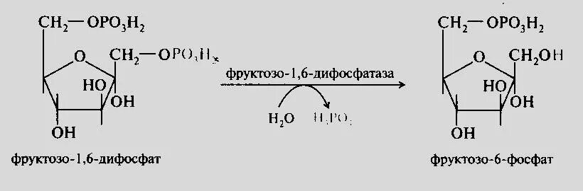 Превращение фруктозо-6-фосфата во фруктозо-1.6-дифосфат. Превращение фруктозо-1.6-дифосфата во фруктозо-6-фосфат. Фруктозо-6-фосфат фруктозо-1.6-дифосфат. Фруктоза 1 6 дифосфат в фруктозо 6 фосфат.