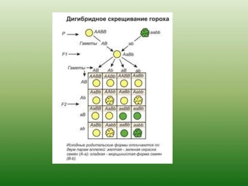 Схема дигибридного скрещивания гороха. Дигибридное скрещивание. Принципиальная схема дигибридного скрещивания. Дигибридное скрещивание гороха.