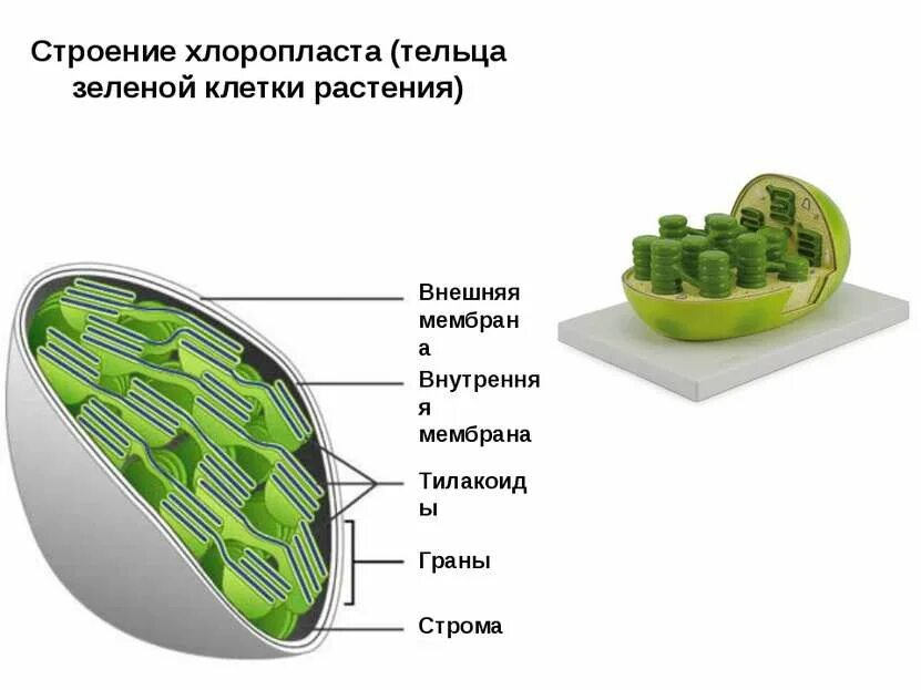 Содержит граны. Хлоропласты строма тилакоиды граны. строение хлоропласта растительной клетки. строение клетки хлоропласты. строма и тилакоиды.