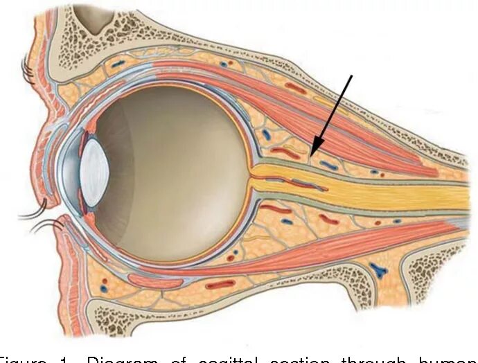 Глазные яблоки расположены в парных углублениях черепа. Периорбитальная клетчатка анатомия. Содержимое глазницы топографическая анатомия. Конъюнктива глазного яблока анатомия.