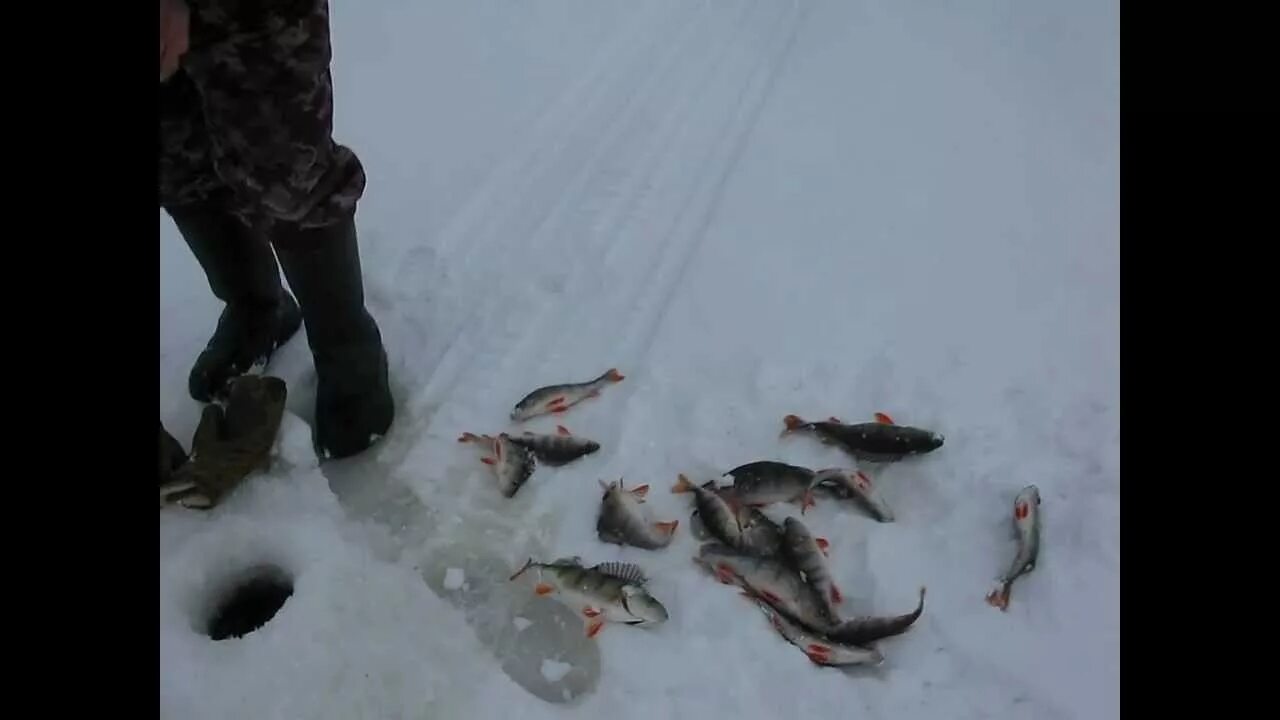 Где где зимой видео. Рыбинское водохранилище зимняя рыбалка. рыбинское водохранилище уловы. рыбинское водохранилище рыбалка зимой. щука рыбинское водохранилище.