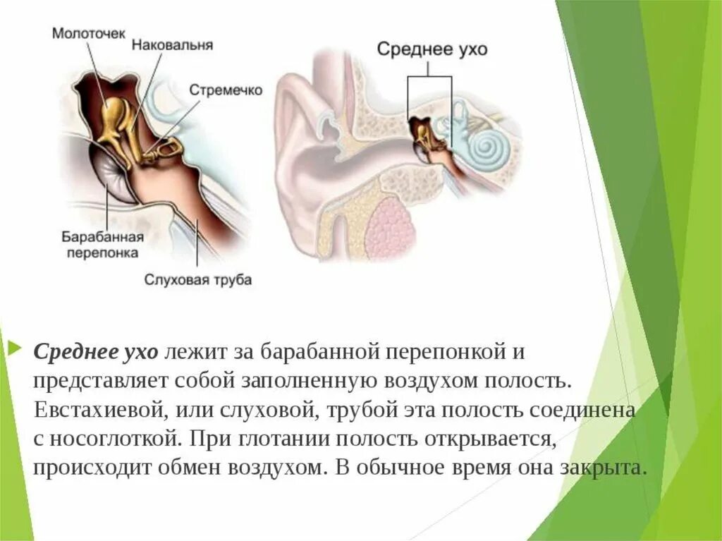 Среднее ухо молоточек наковальня и стремечко. Среднее ухо барабанная перепонка. Молоточек среднего уха. Среднее ухо расположено. Барабанная перепонка часть уха