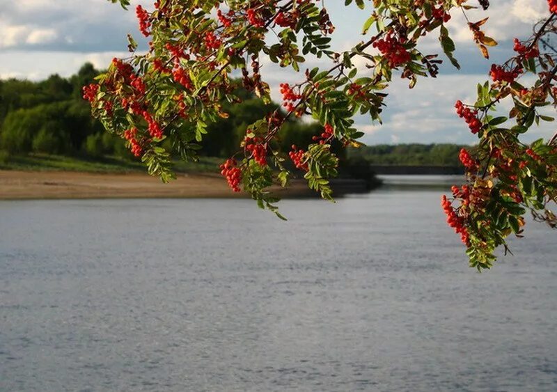 Рябина у реки. Калина у реки. Край Рябиновый. Рябина и дуб.