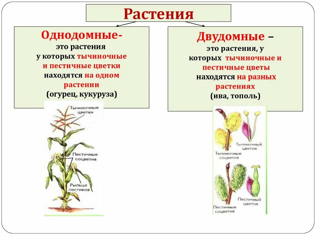 Обоеполые однодомные двудомные. Однодомные и двудомные растения. Однодомные и двудомные цветки. Тополь двудомное растение. Огурец однодомное или двудомное.