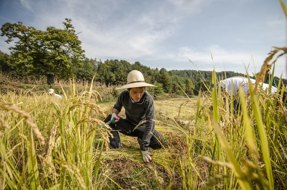 Natural farming. Масанобу Фукуока. Сельское хозяйство. Земледелие. Масанобу Фукуока в гармонии с природой.