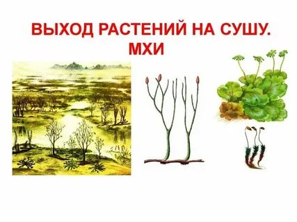 Растение 1 разбор